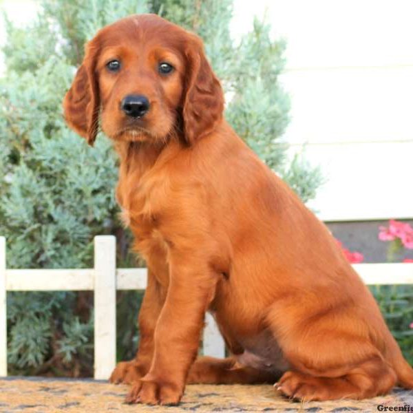 Freddie, Irish Setter Puppy