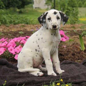 Freddie, Dalmatian Puppy