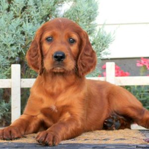 Freddie, Irish Setter Puppy