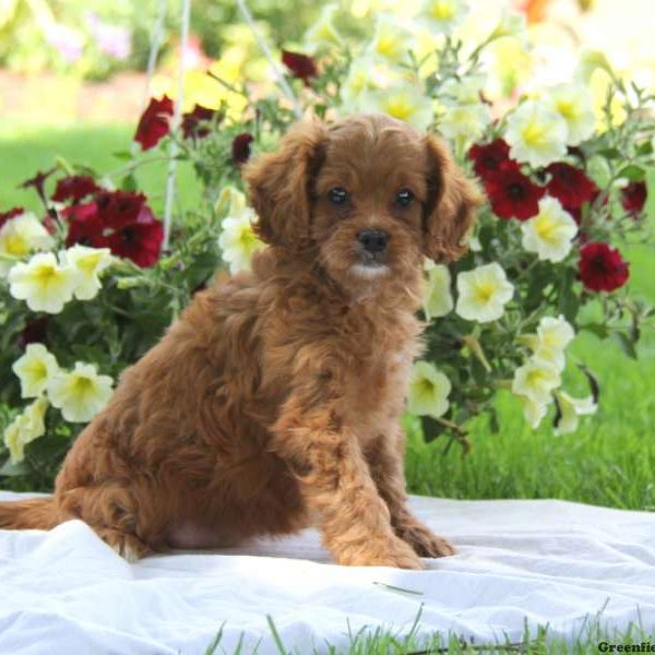 Freida, Cavapoo Puppy