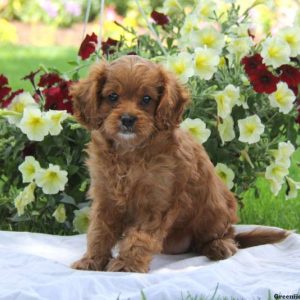 Freida, Cavapoo Puppy