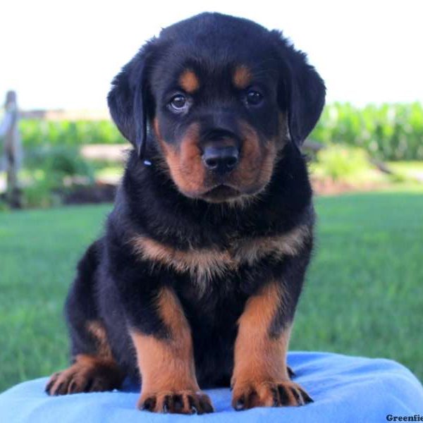 Frisky, Rottweiler Puppy