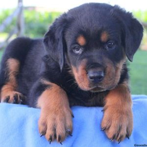 Frisky, Rottweiler Puppy