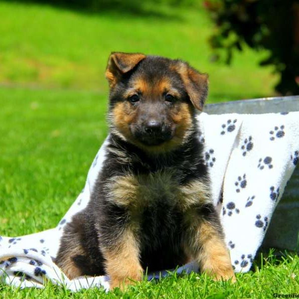 Fritz, German Shepherd Puppy