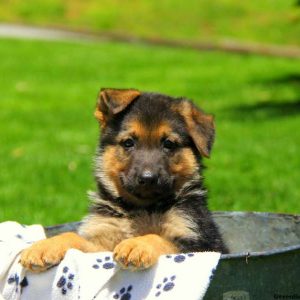 Fritz, German Shepherd Puppy