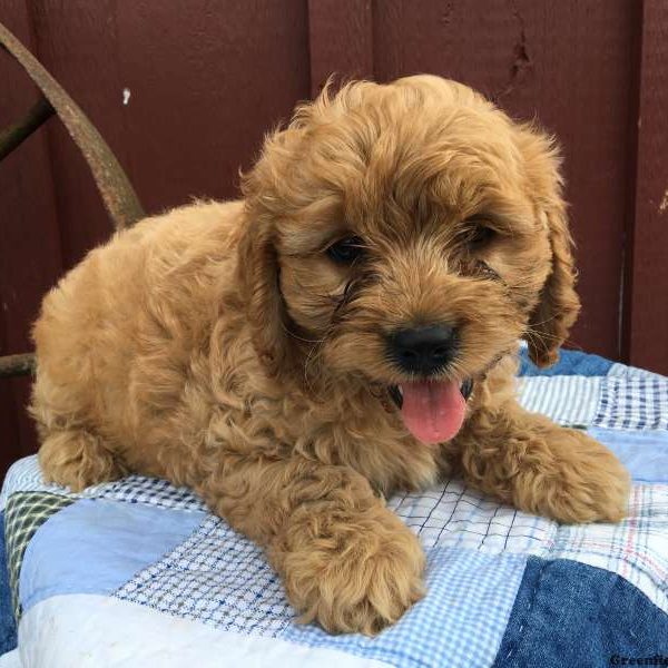 Fulmer, Cockapoo Puppy