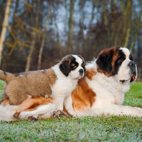 GFP-Saint-Bernard