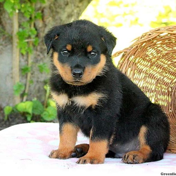 Gabe, Rottweiler Puppy