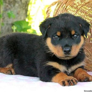 Gabe, Rottweiler Puppy