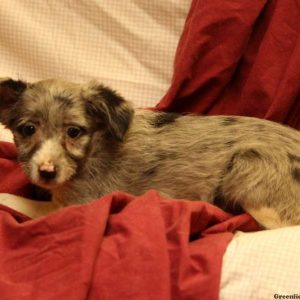 Gala, Australian Shepherd Mix-Miniature Puppy