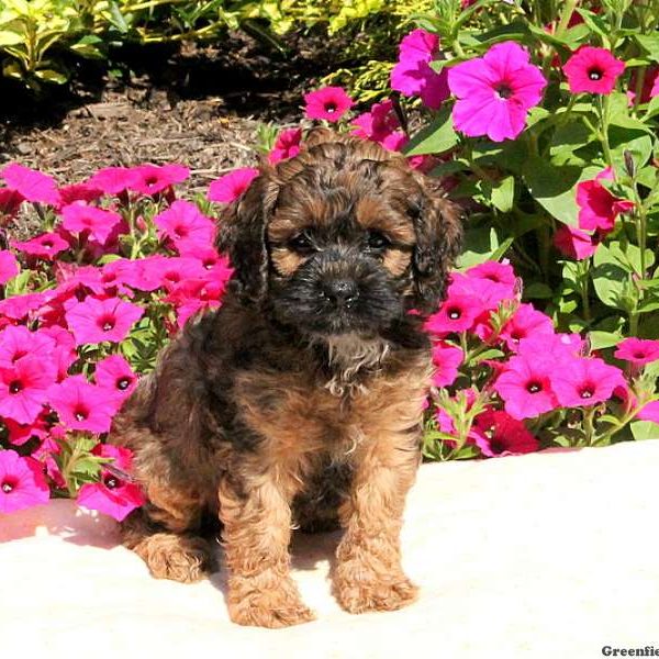 Garrett, Cockapoo Puppy