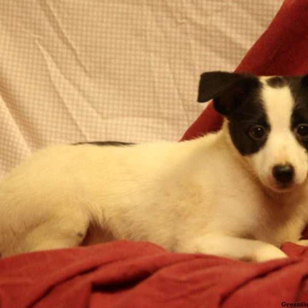 Garrison, Australian Shepherd Mix-Miniature Puppy