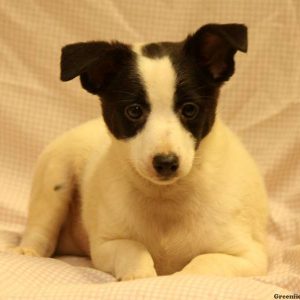 Garrison, Australian Shepherd Mix-Miniature Puppy