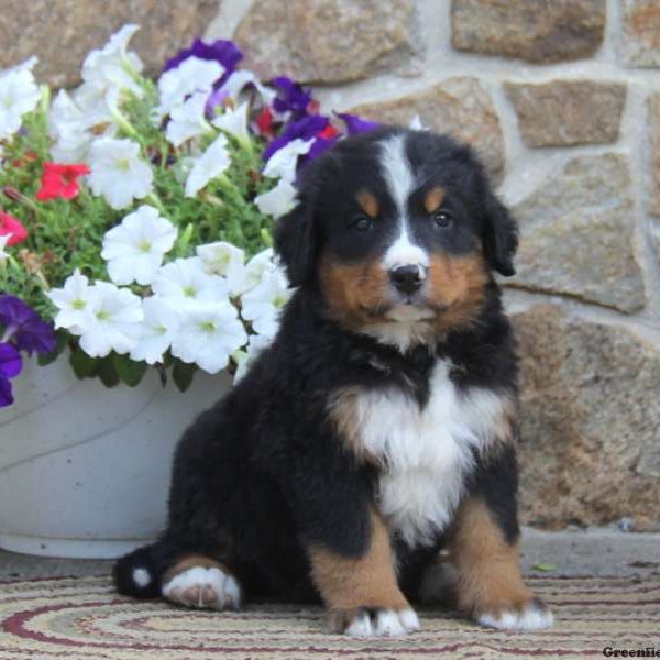 Gary, Bernese Mountain Dog Puppy