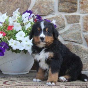 Gary, Bernese Mountain Dog Puppy