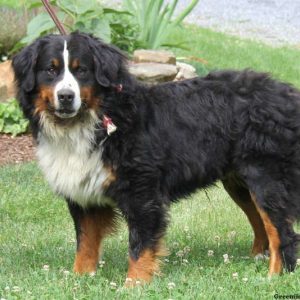 Gary, Bernese Mountain Dog Puppy