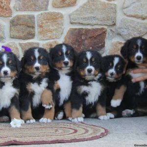 Gary, Bernese Mountain Dog Puppy