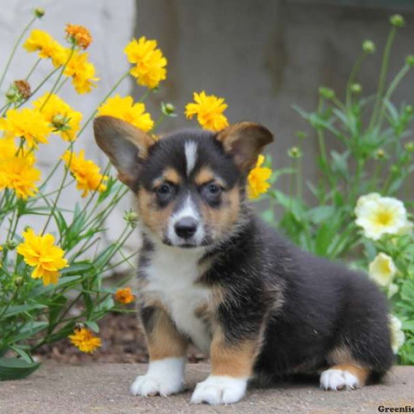 Gayla, Pembroke Welsh Corgi Puppy