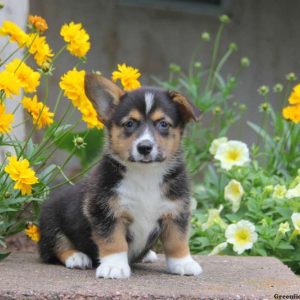 Gayla, Pembroke Welsh Corgi Puppy