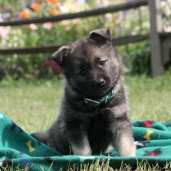 Georgina, Norwegian Elkhound Puppy