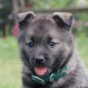 Georgina, Norwegian Elkhound Puppy