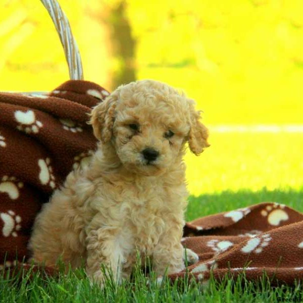 Gidget, Labradoodle-Miniature Puppy