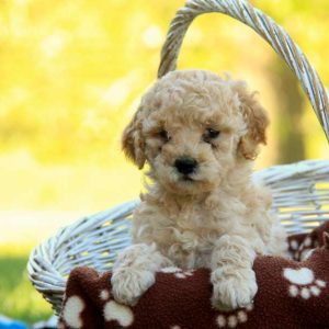 Gidget, Labradoodle-Miniature Puppy