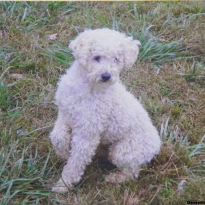 Gidget, Labradoodle-Miniature Puppy