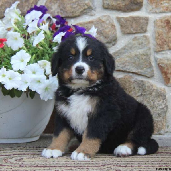 Gilbert, Bernese Mountain Dog Puppy