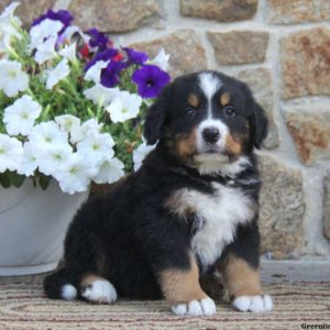 Gilbert, Bernese Mountain Dog Puppy