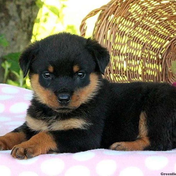 Gillian, Rottweiler Puppy