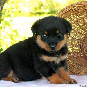 Gillian, Rottweiler Puppy