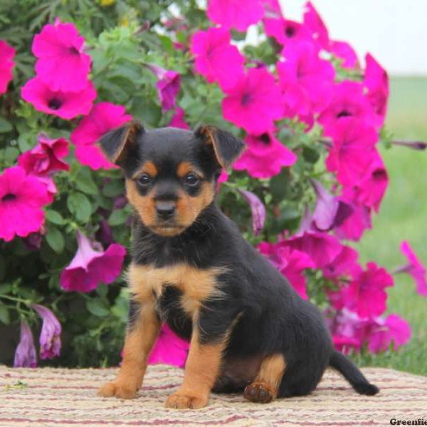 Ginger, Yorkie Mix Puppy