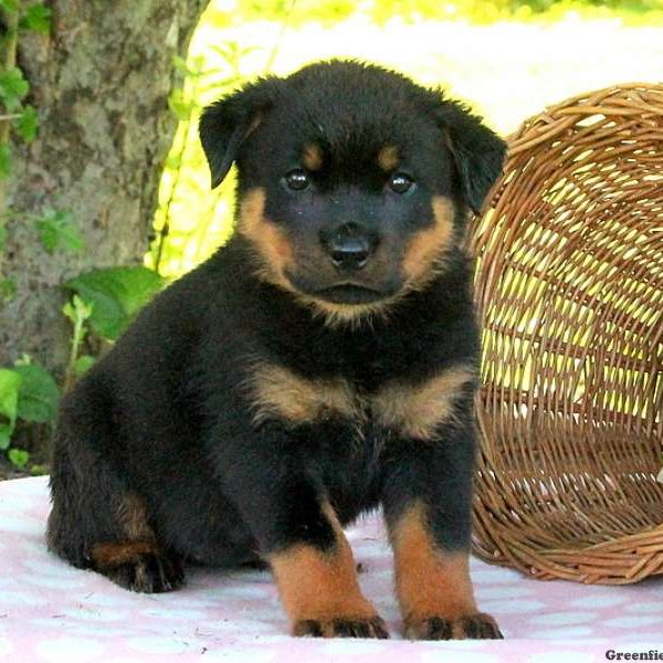 Ginger, Rottweiler Puppy