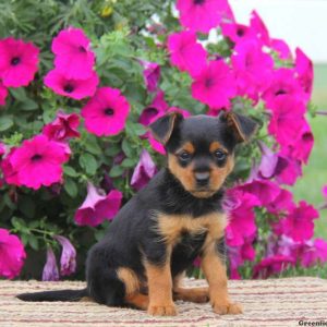 Ginger, Yorkie Mix Puppy