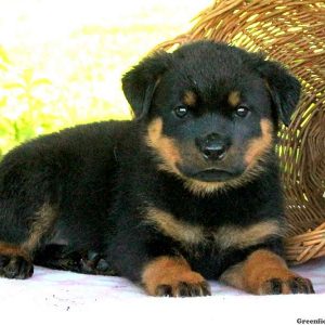 Ginger, Rottweiler Puppy