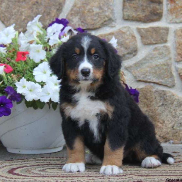 Ginny, Bernese Mountain Dog Puppy