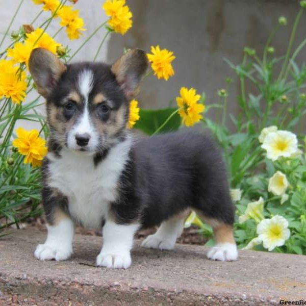 Ginny, Pembroke Welsh Corgi Puppy