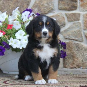 Ginny, Bernese Mountain Dog Puppy