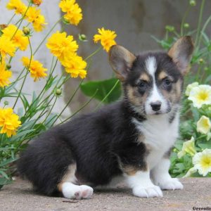 Ginny, Pembroke Welsh Corgi Puppy