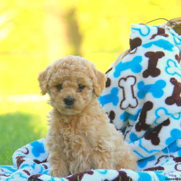 Gloria, Labradoodle-Miniature Puppy