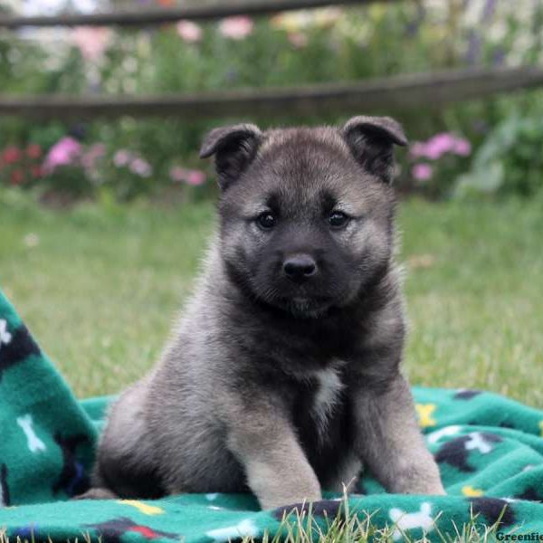 Gloria, Norwegian Elkhound Puppy