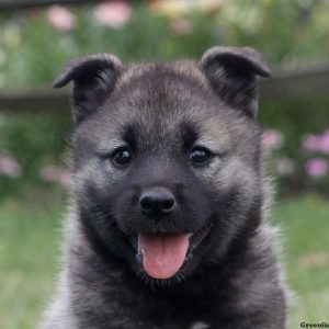 Gloria, Norwegian Elkhound Puppy