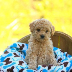 Gloria, Labradoodle-Miniature Puppy