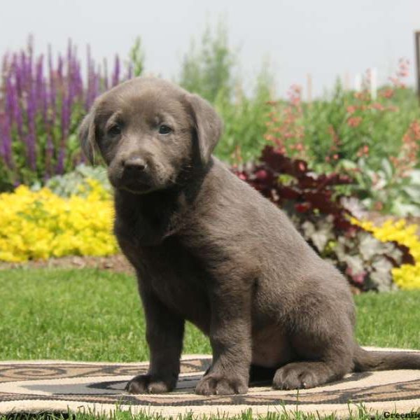 Gordy, Labrador Retriever-Charcoal Puppy