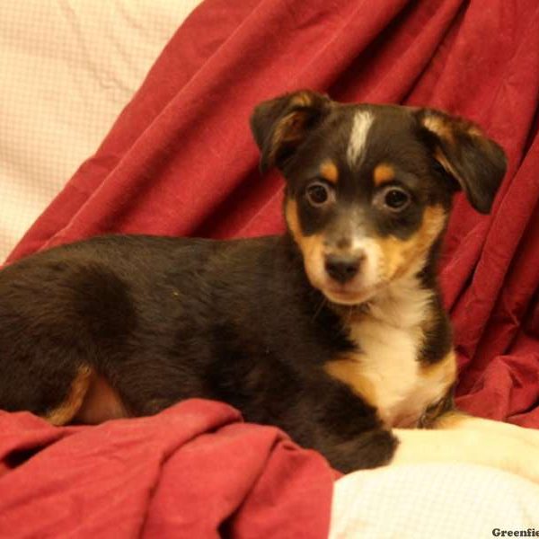 Gordy, Australian Shepherd Mix-Miniature Puppy