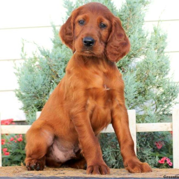 Gordy, Irish Setter Puppy