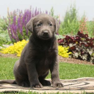 Gordy, Labrador Retriever-Charcoal Puppy