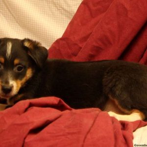 Gordy, Australian Shepherd Mix-Miniature Puppy