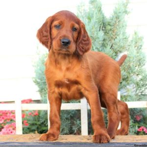 Gordy, Irish Setter Puppy